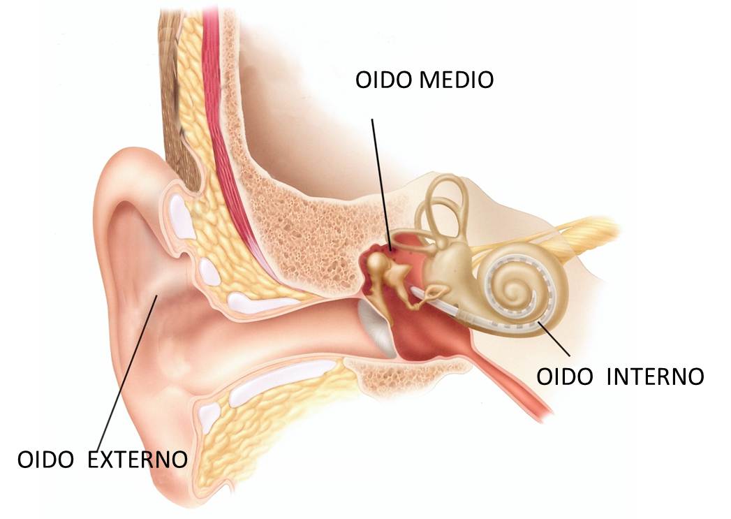 Partes del oído humano